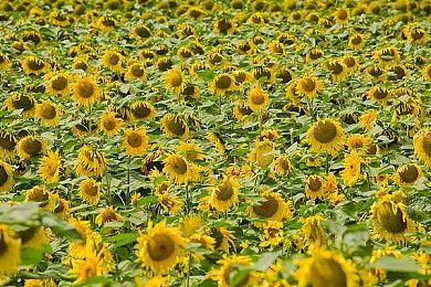 《匹诺曹的谎言》Boss实机 9月19日发售